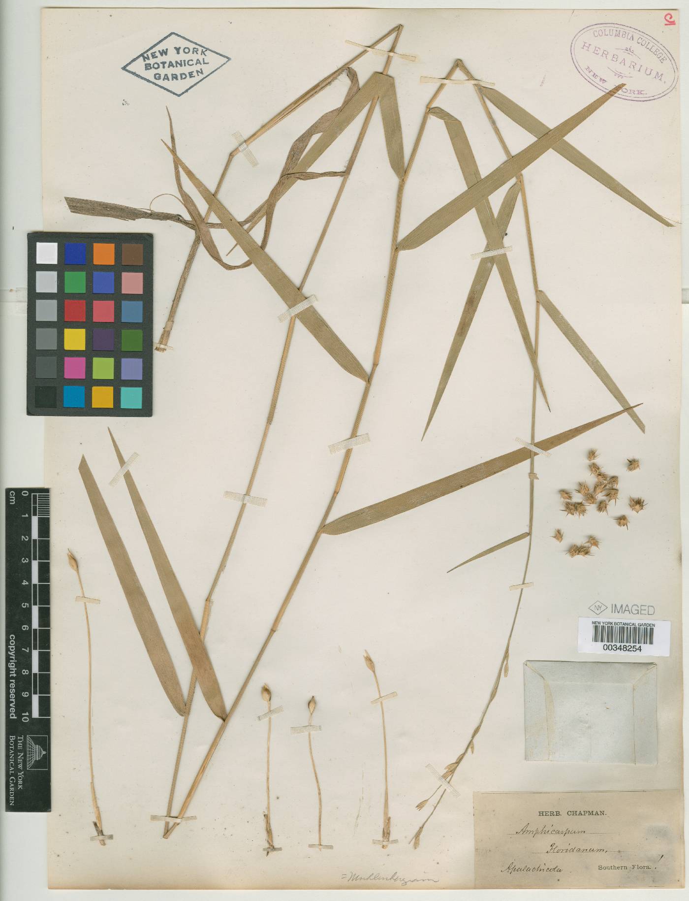 Amphicarpum floridanum image