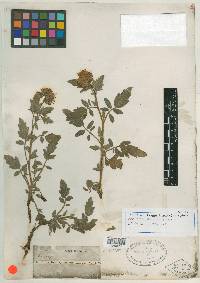 Phacelia hydrophylloides image