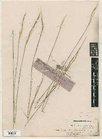 Muhlenbergia rigida image