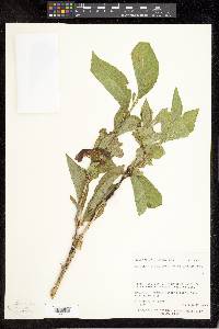 Lonicera involucrata image