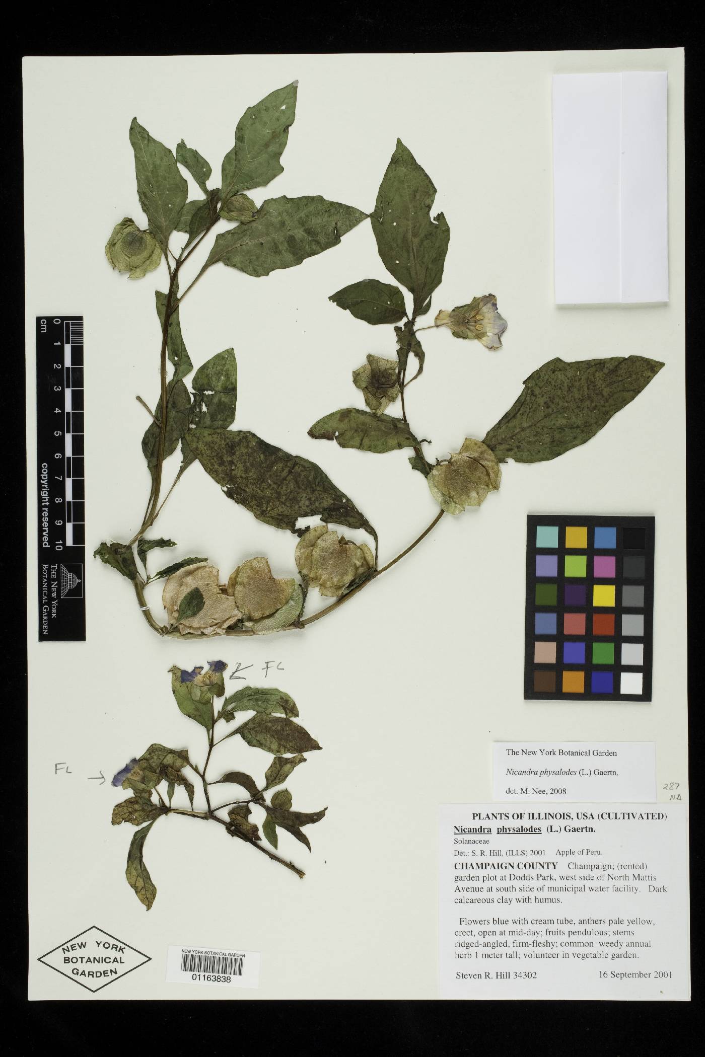 Nicandra physalodes image