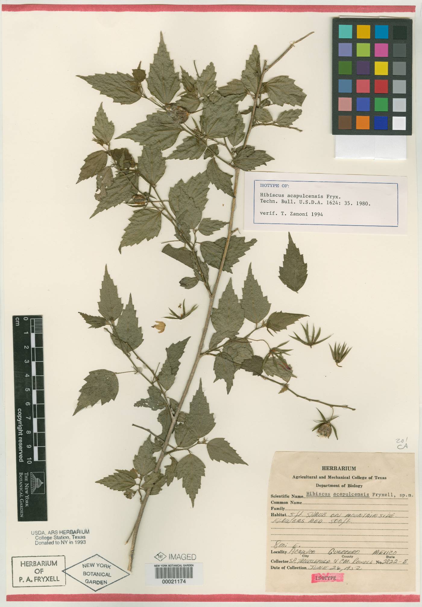 Hibiscus acapulcensis image