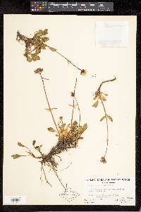 Valeriana acutiloba var. pubicarpa image