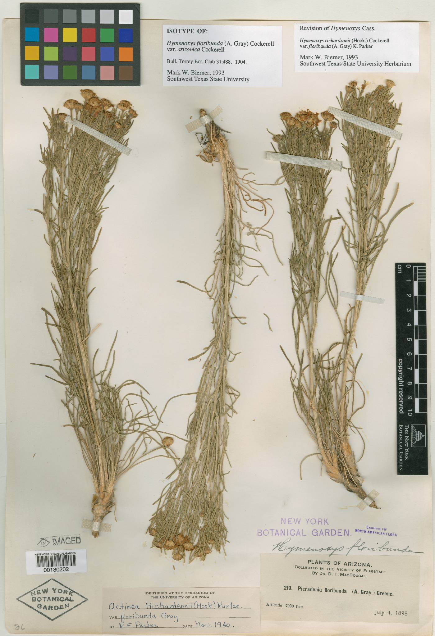 Hymenoxys floribunda var. arizonica image