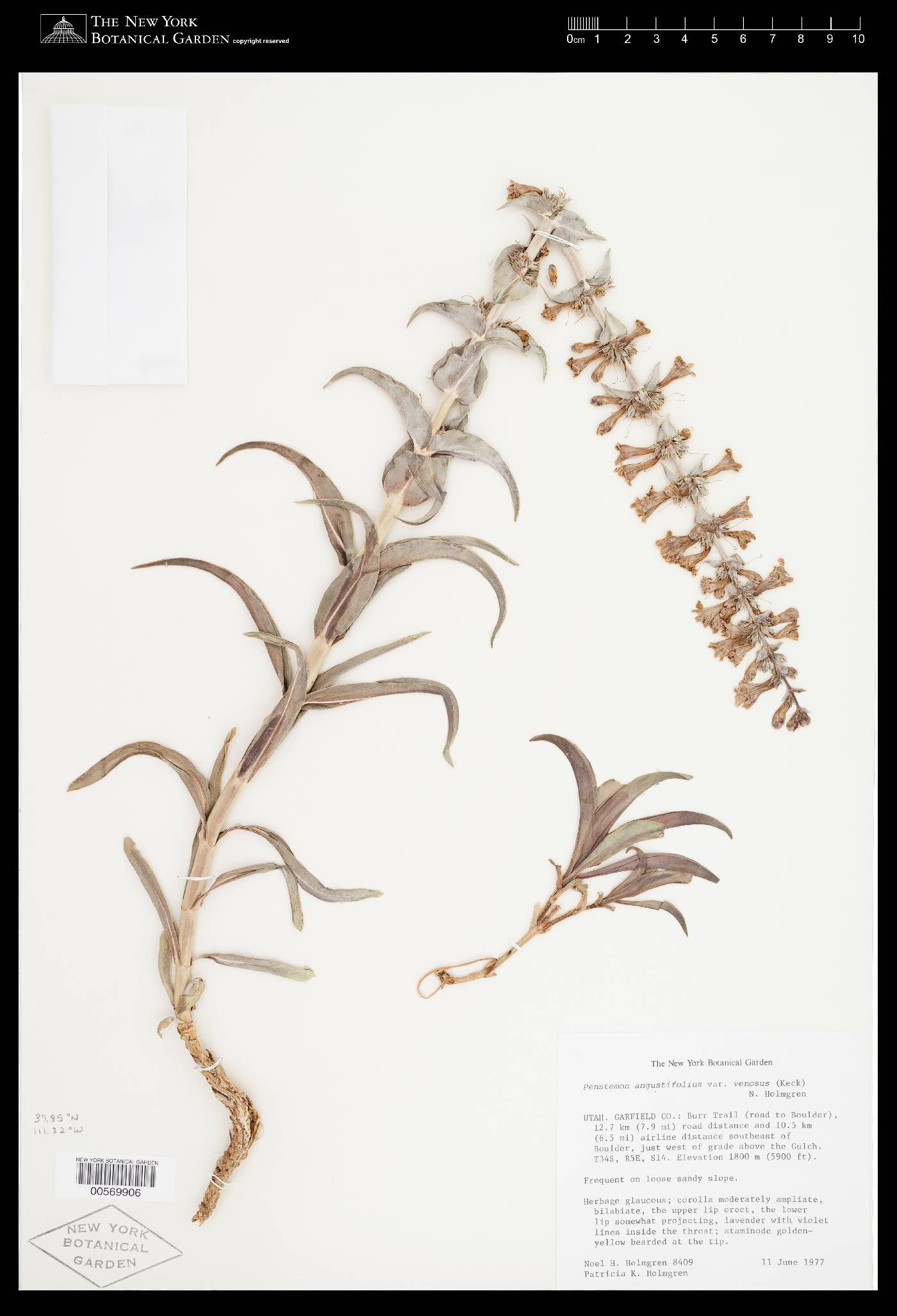 Penstemon angustifolius var. venosus image