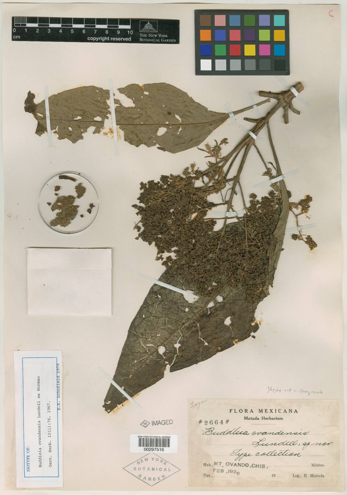 Buddleja cordata subsp. ovandensis image