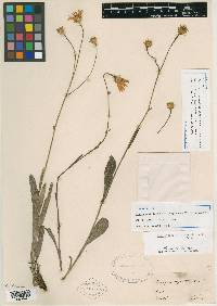 Chrysopsis oligantha image