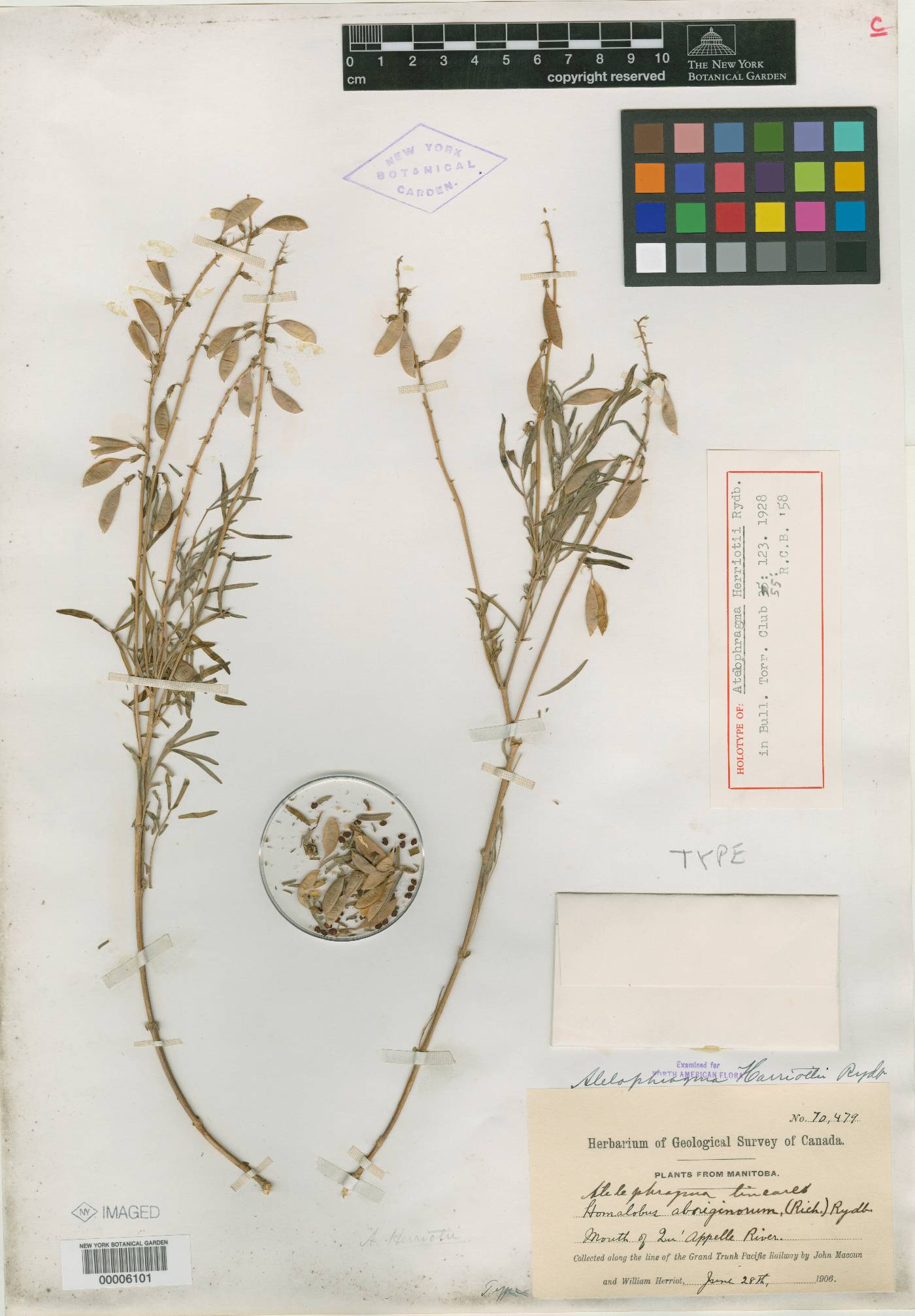 Astragalus aboriginum image