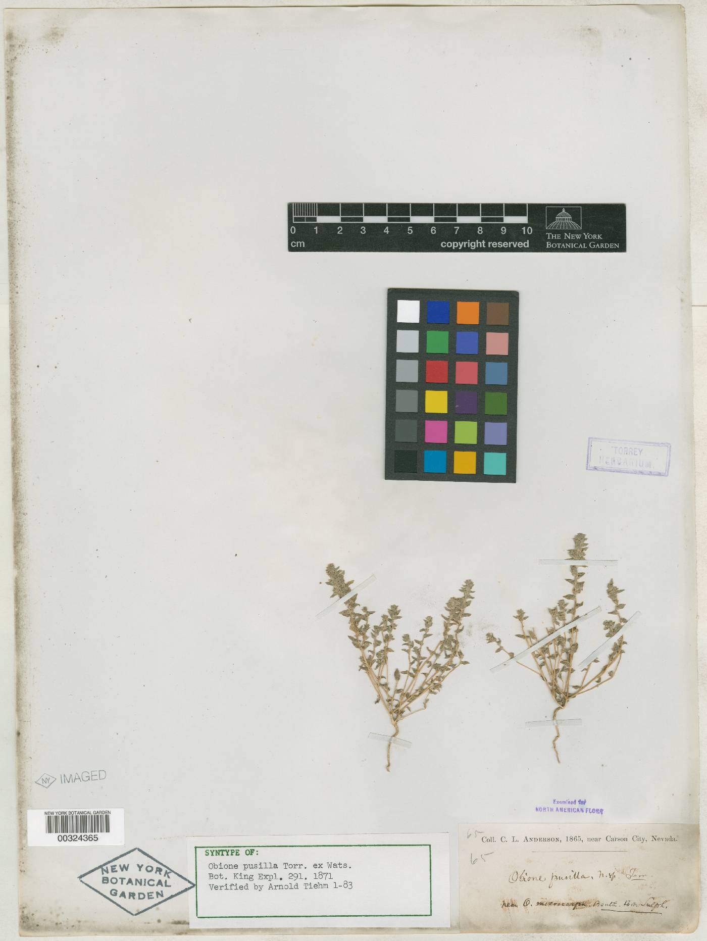 Obione pusilla image