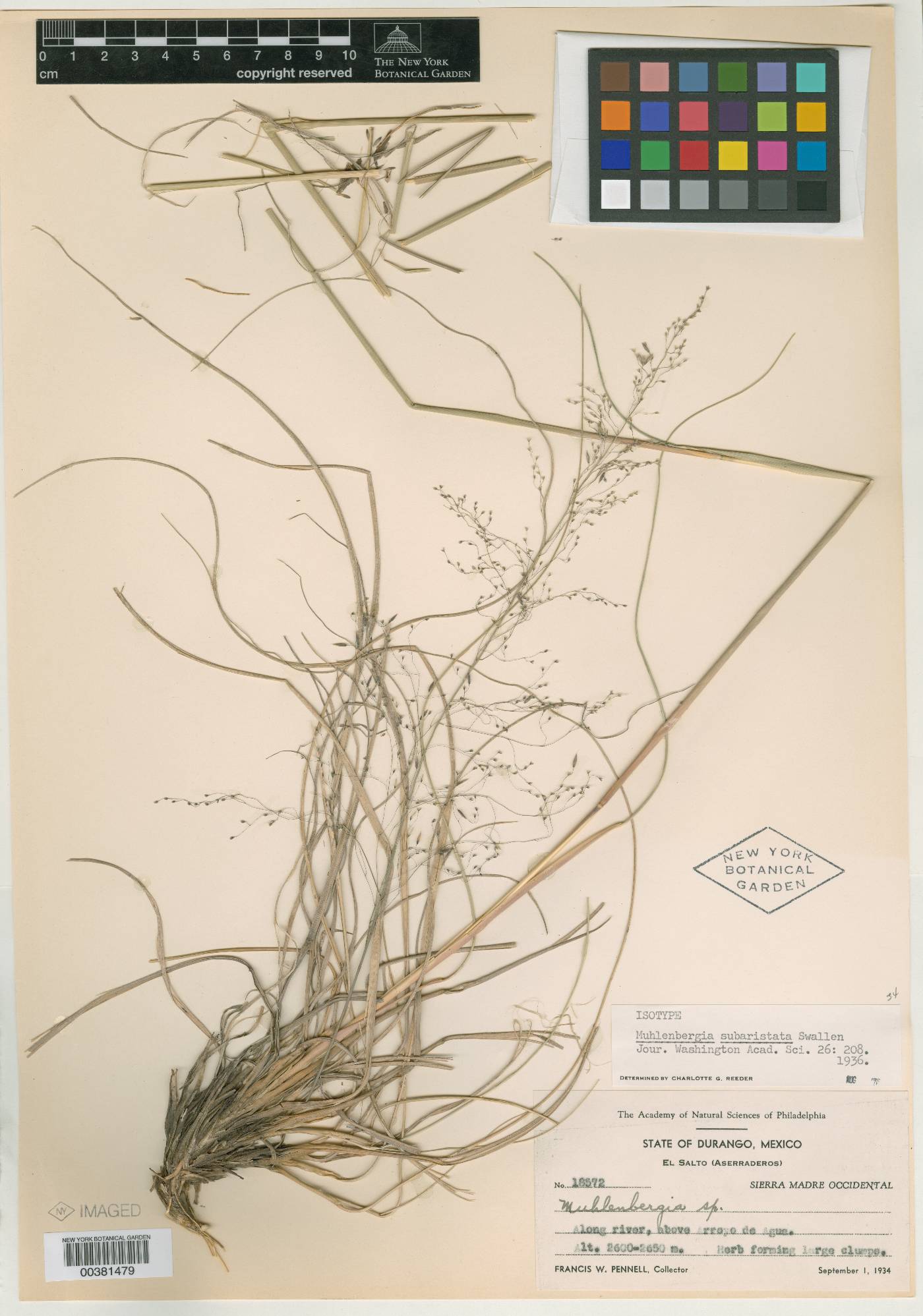 Muhlenbergia subaristata image