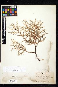 Thuja occidentalis image