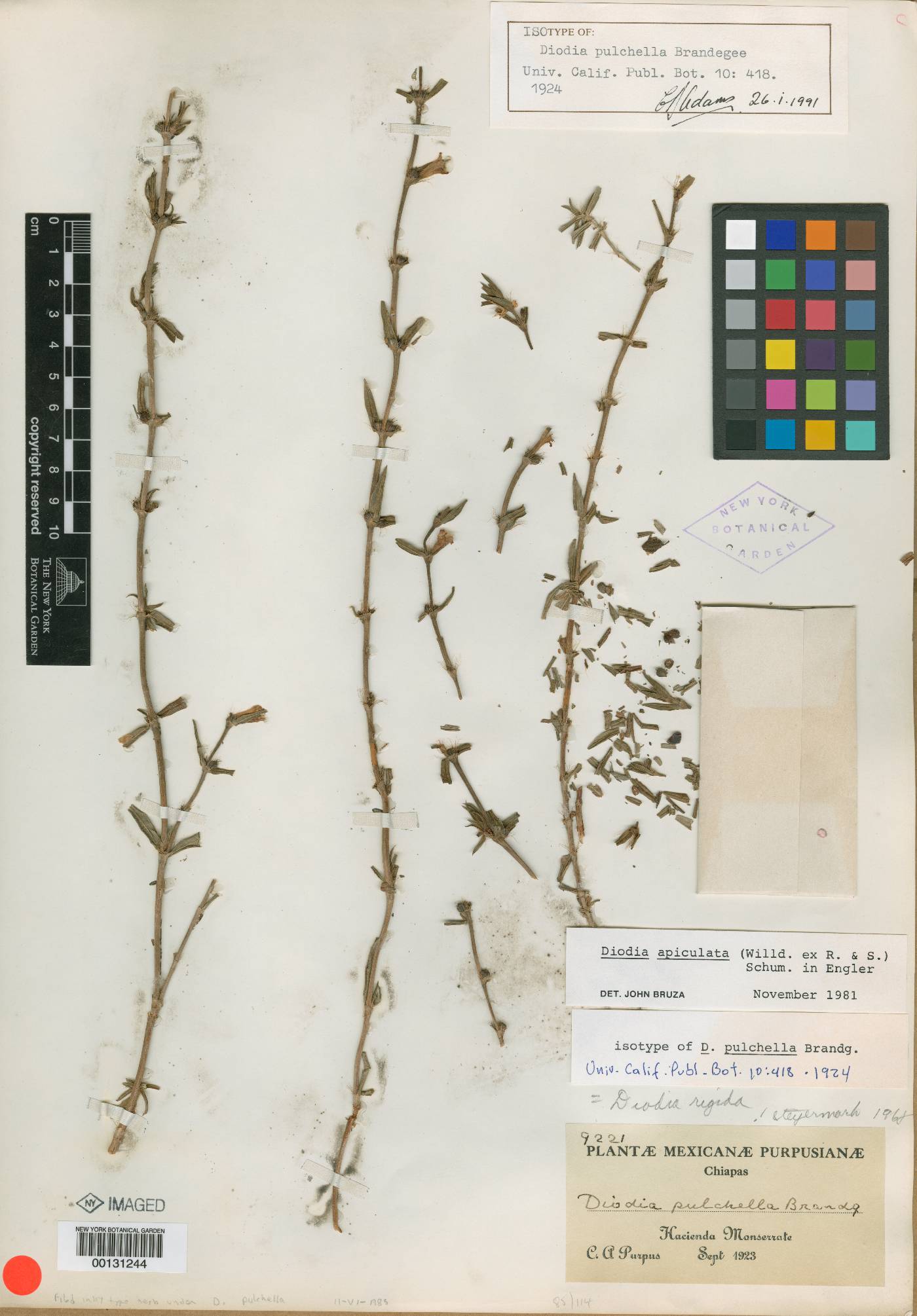 Diodella apiculata image