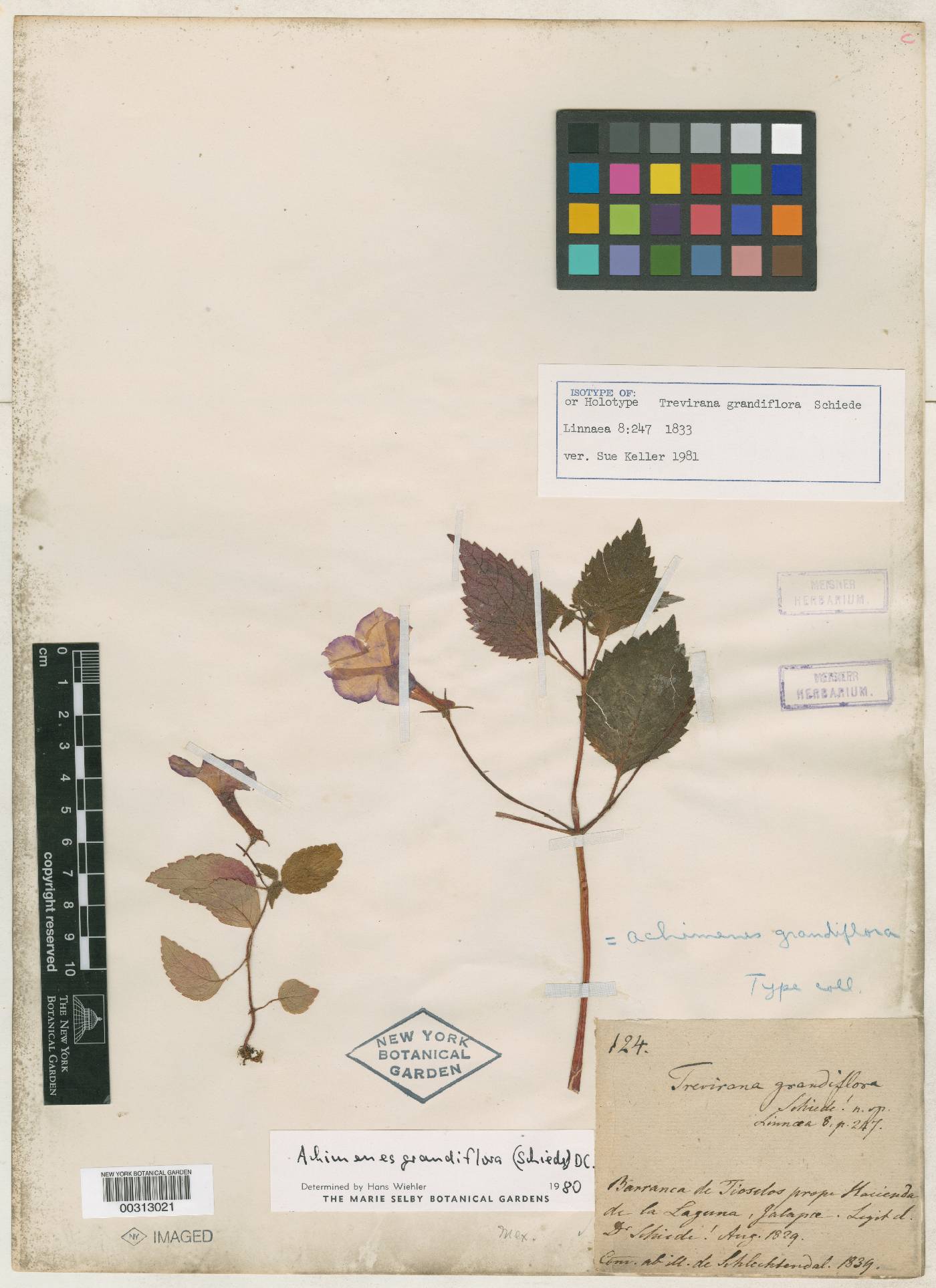 Achimenes grandiflora image