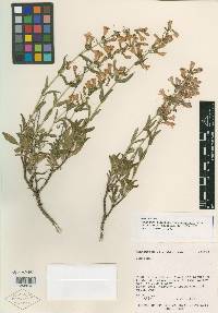 Penstemon higginsii image