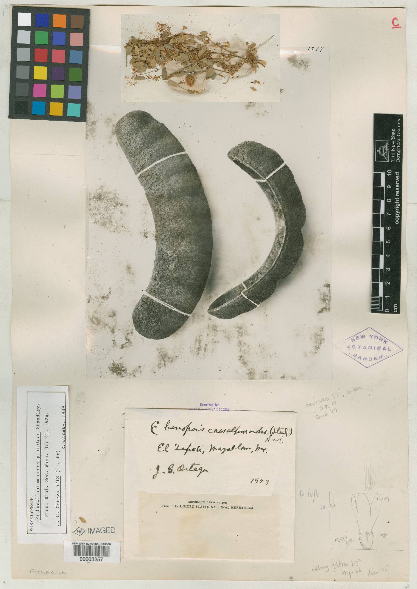 Pithecellobium caesalpinioides image