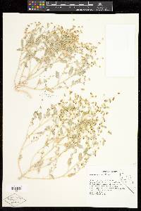 Dicoria canescens var. hispidula image