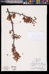 Bursera mirandae image