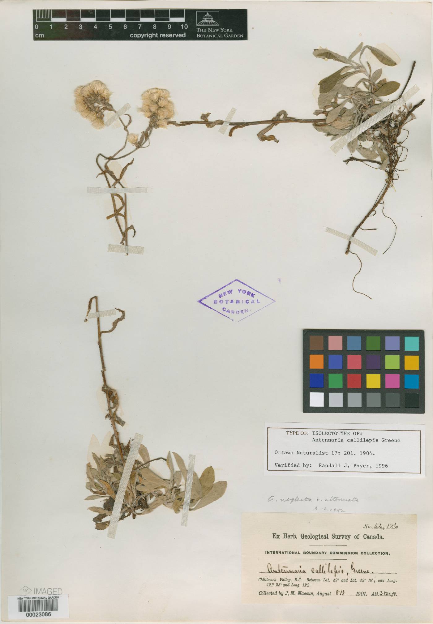 Antennaria callilepis image