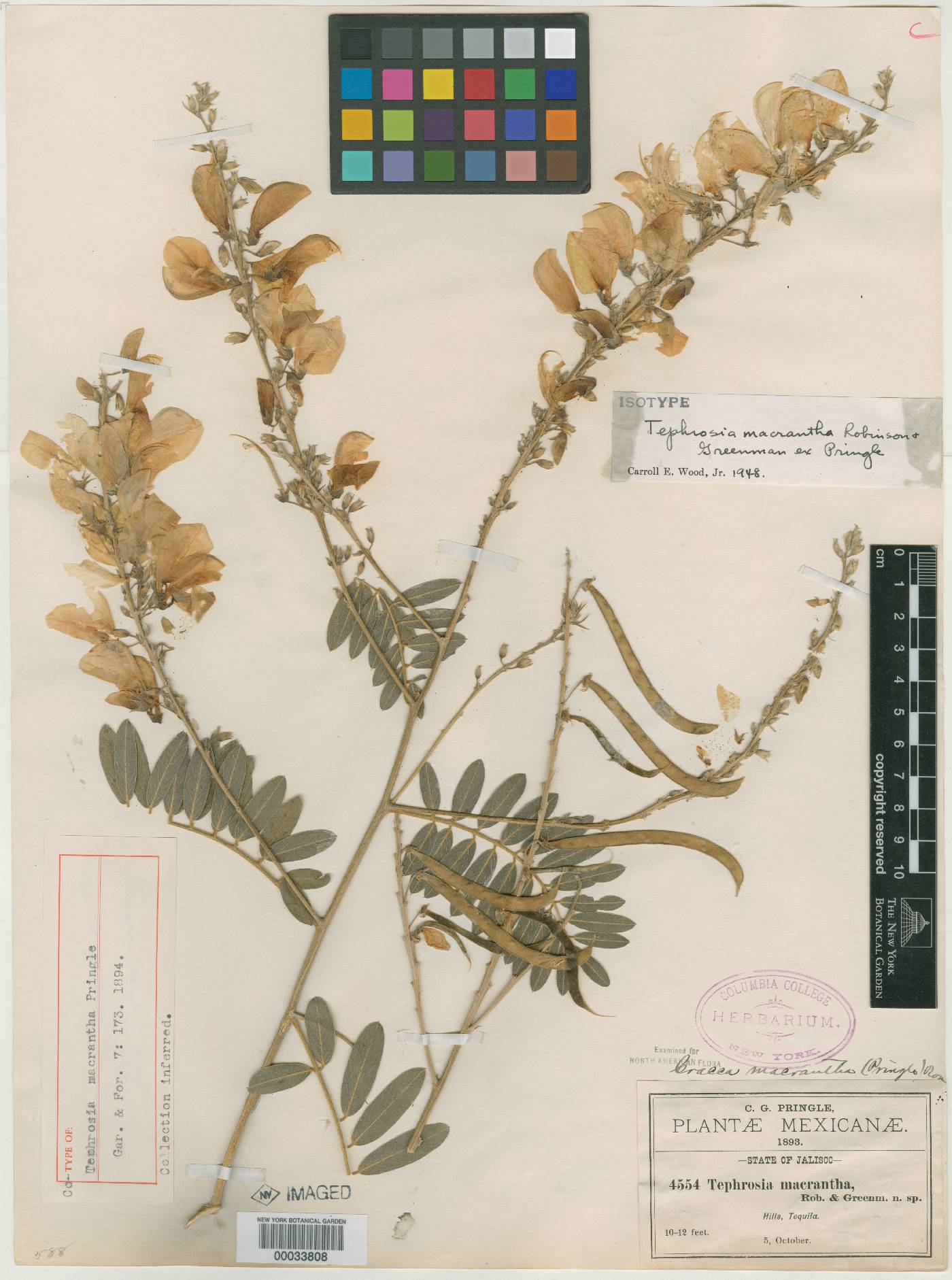 Tephrosia macrantha image