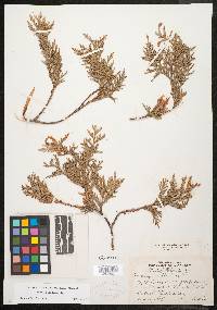 Thuja occidentalis image