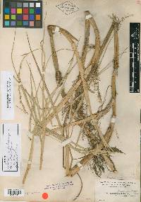 Panicum paludivagum image