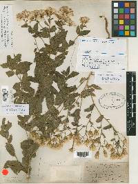 Acourtia oxylepis image