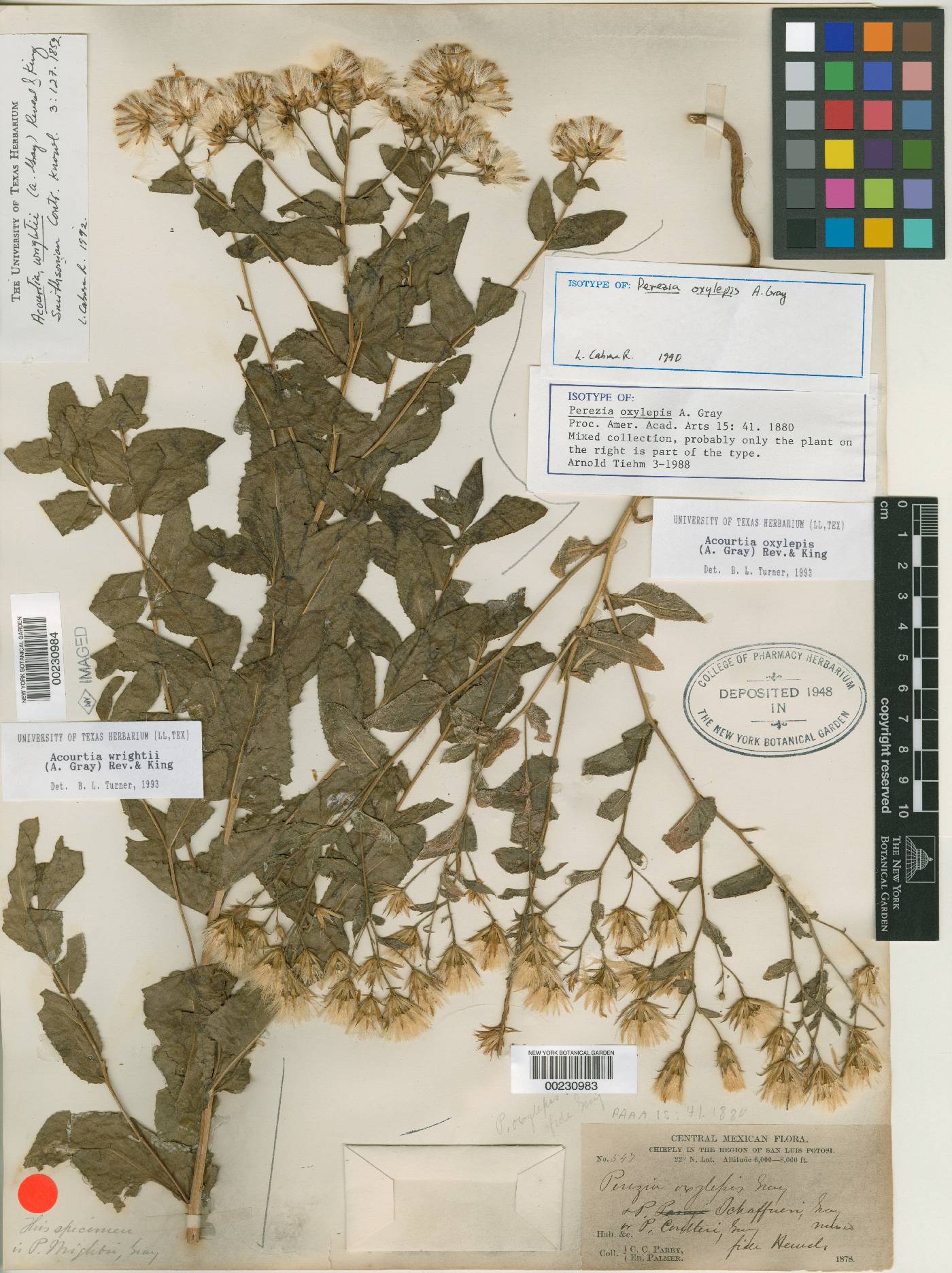 Acourtia oxylepis image