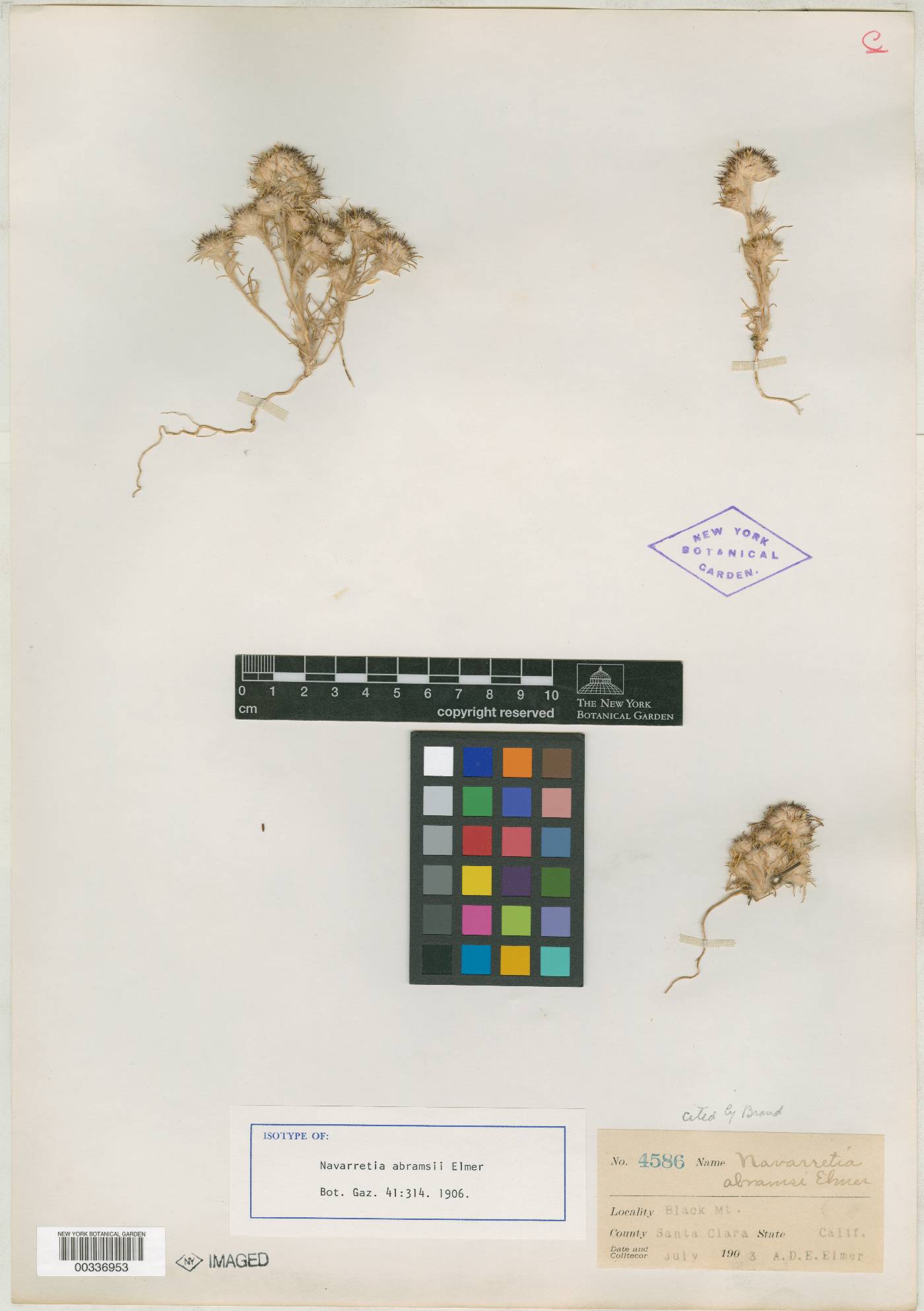 Navarretia abramsii image