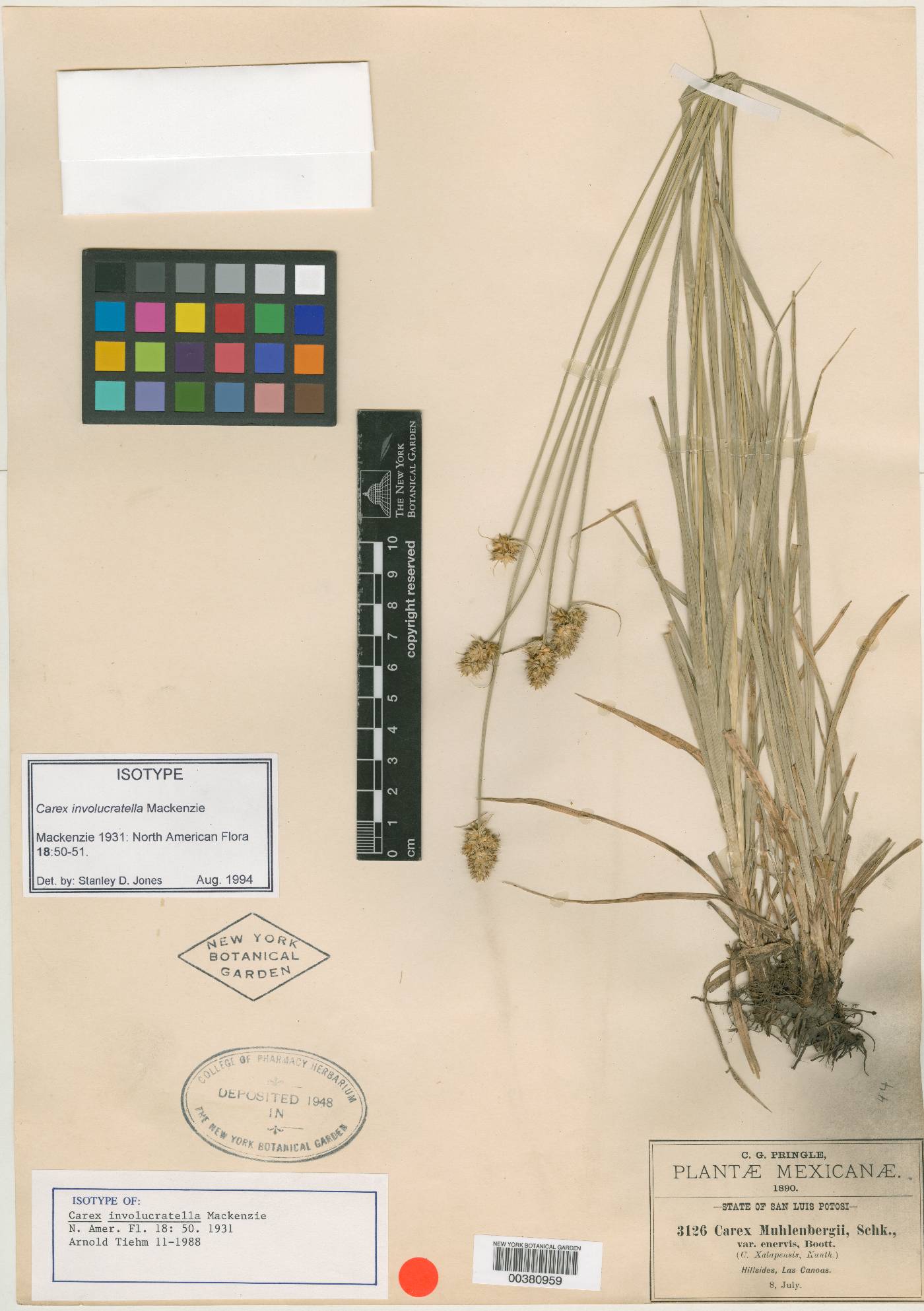 Carex muehlenbergii var. xalapensis image