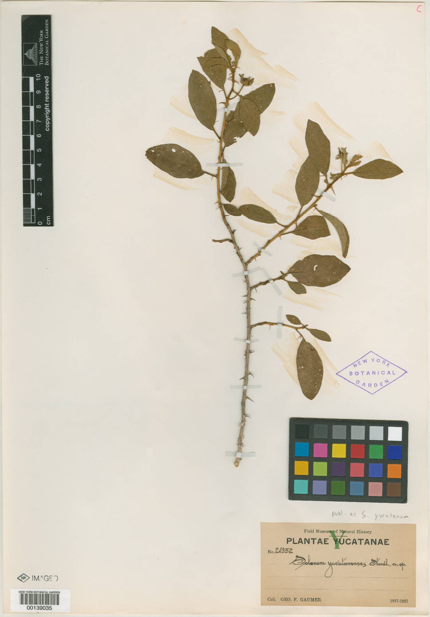 Solanum dasyanthum image