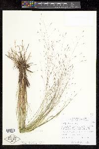 Eragrostis elliottii image