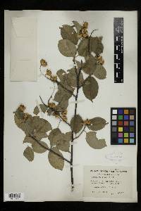 Celastrus scandens image