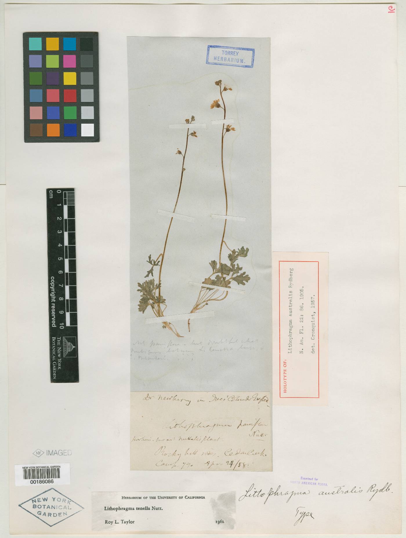 Lithophragma australis image