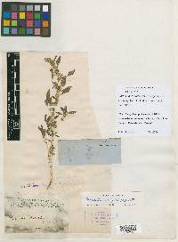 Amaranthus bigelowii image