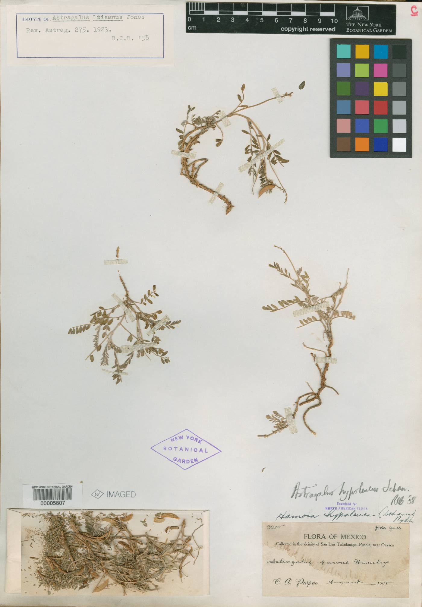 Astragalus hypoleucus image
