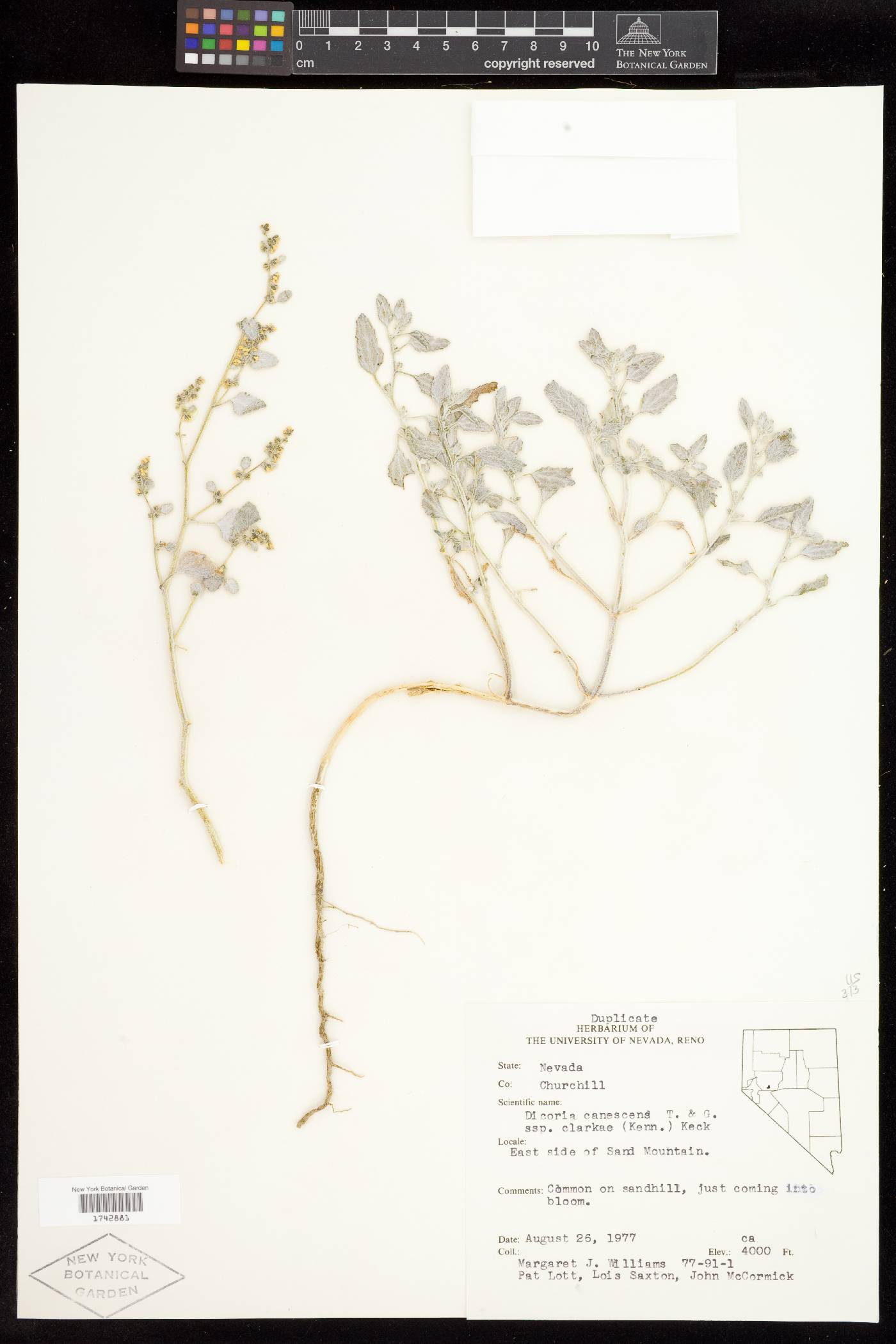 Dicoria canescens var. hispidula image