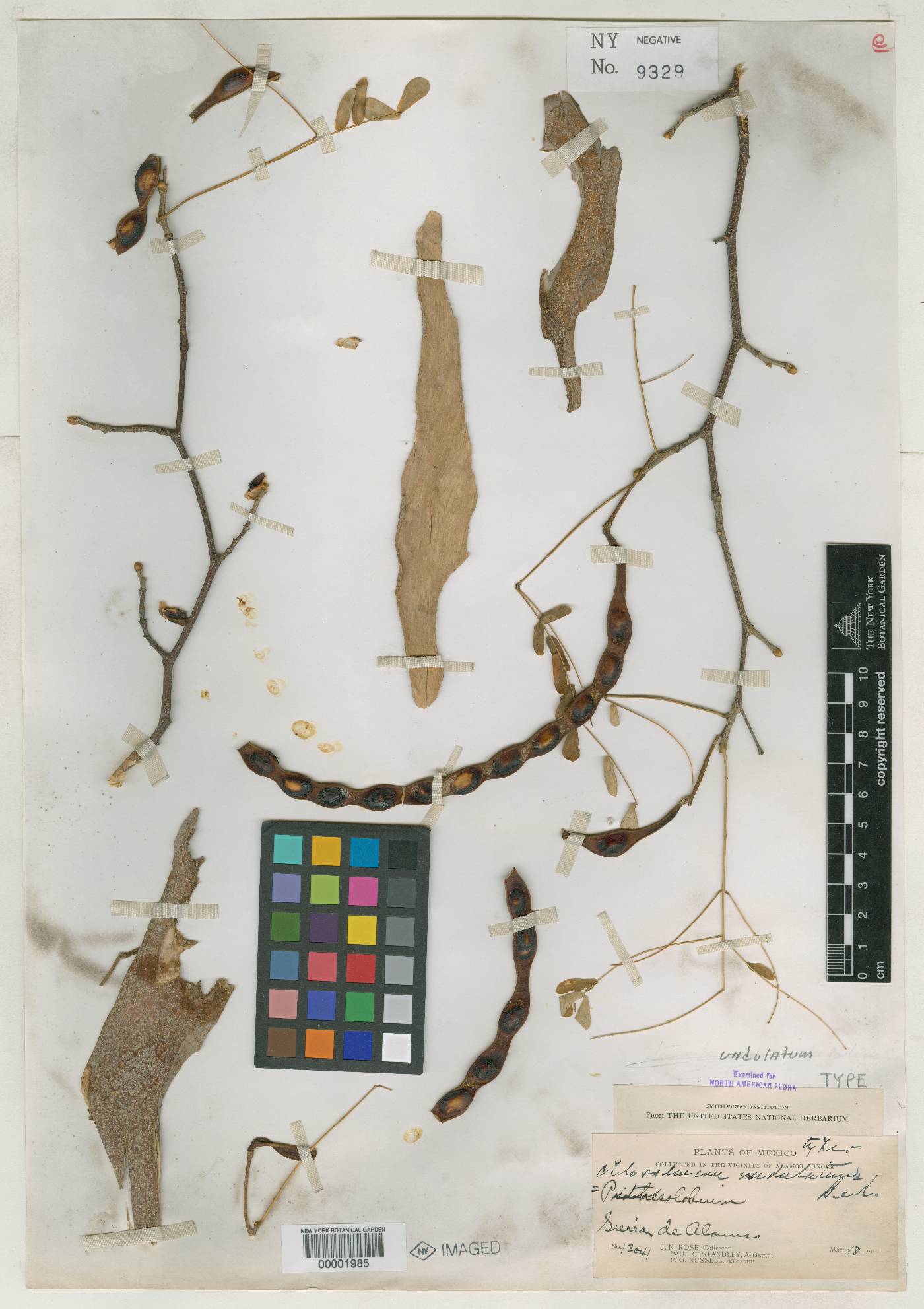 Chloroleucon undulatum image