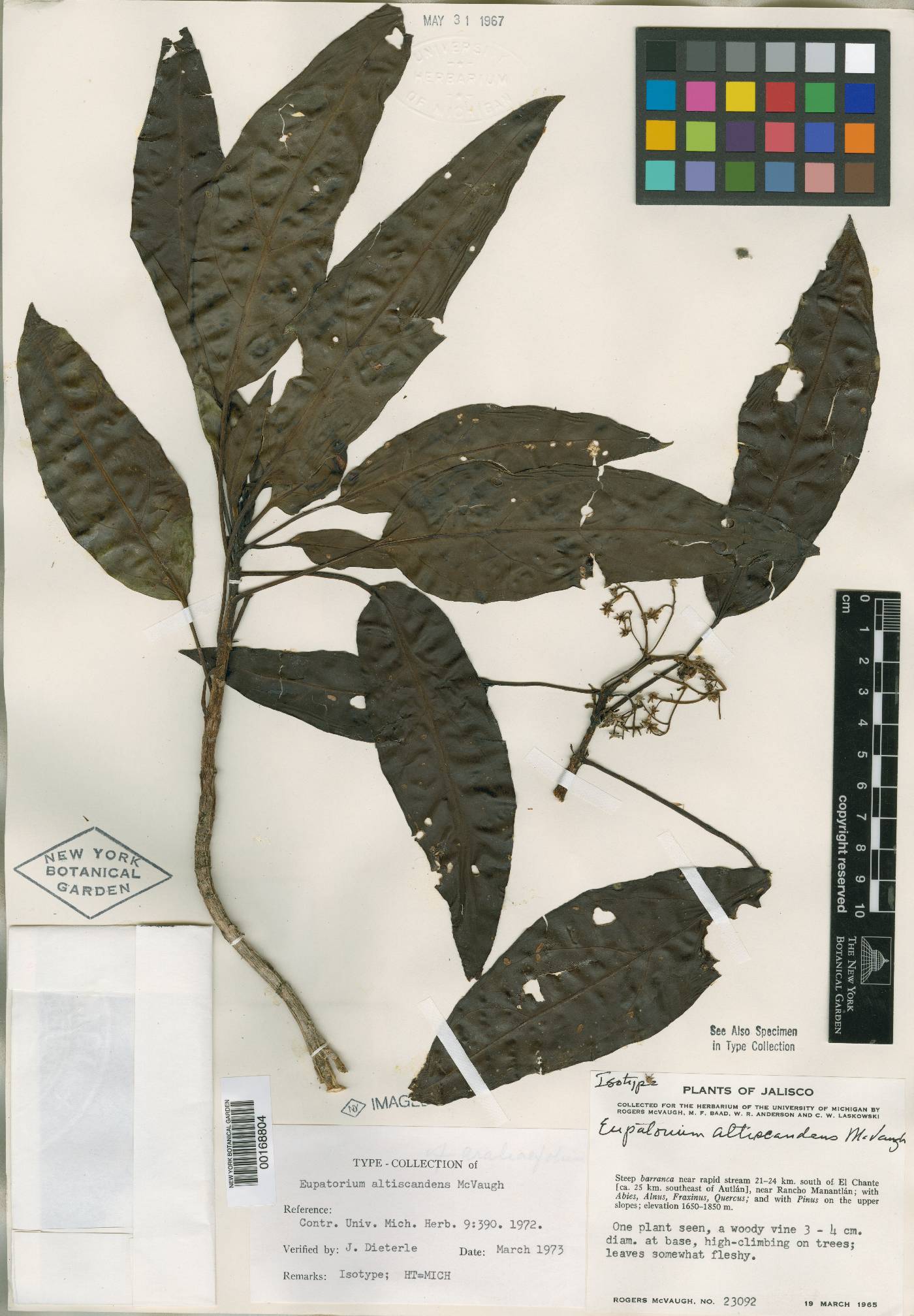 Neomirandea araliifolia image