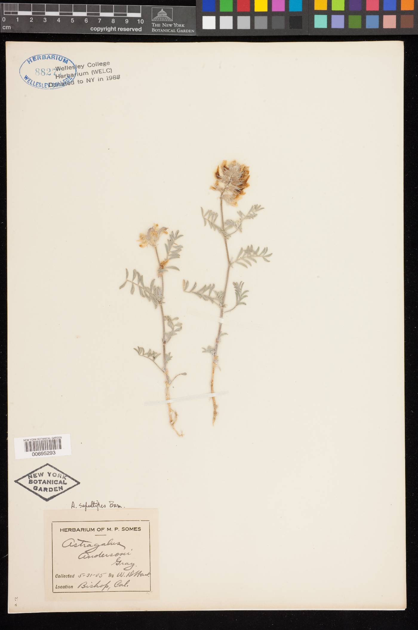 Astragalus sepultipes image