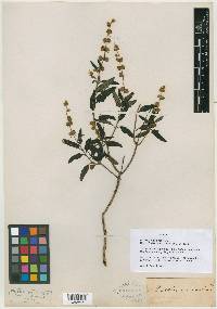 Buddleja racemosa image