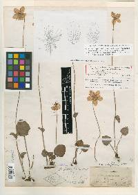 Parnassia floridana image