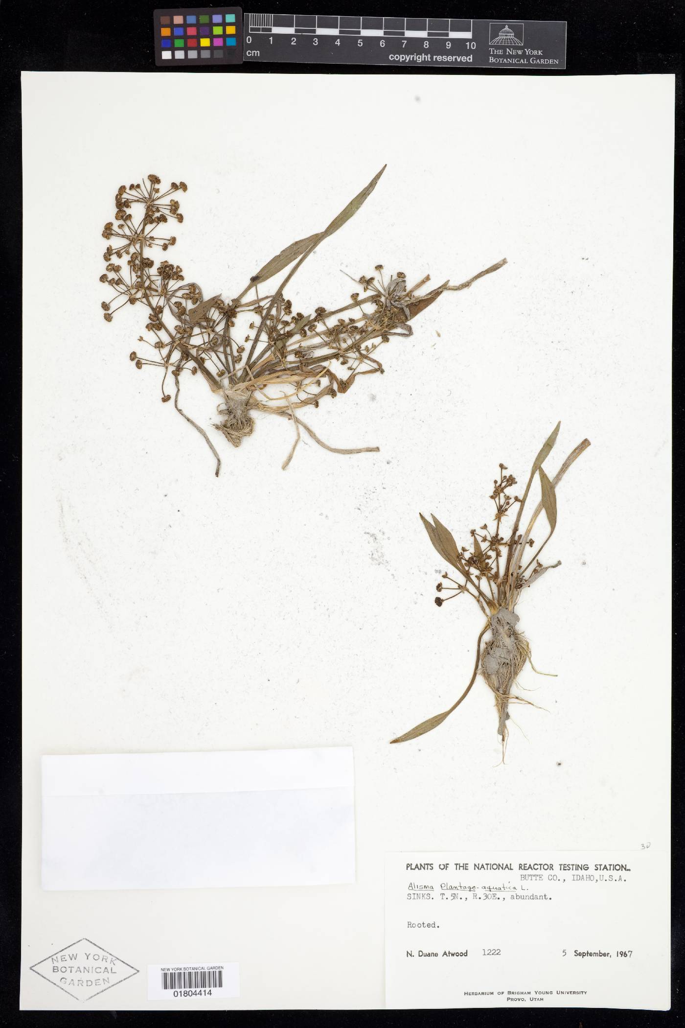 Alisma plantago-aquatica image