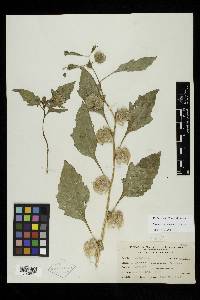 Nicandra physalodes image