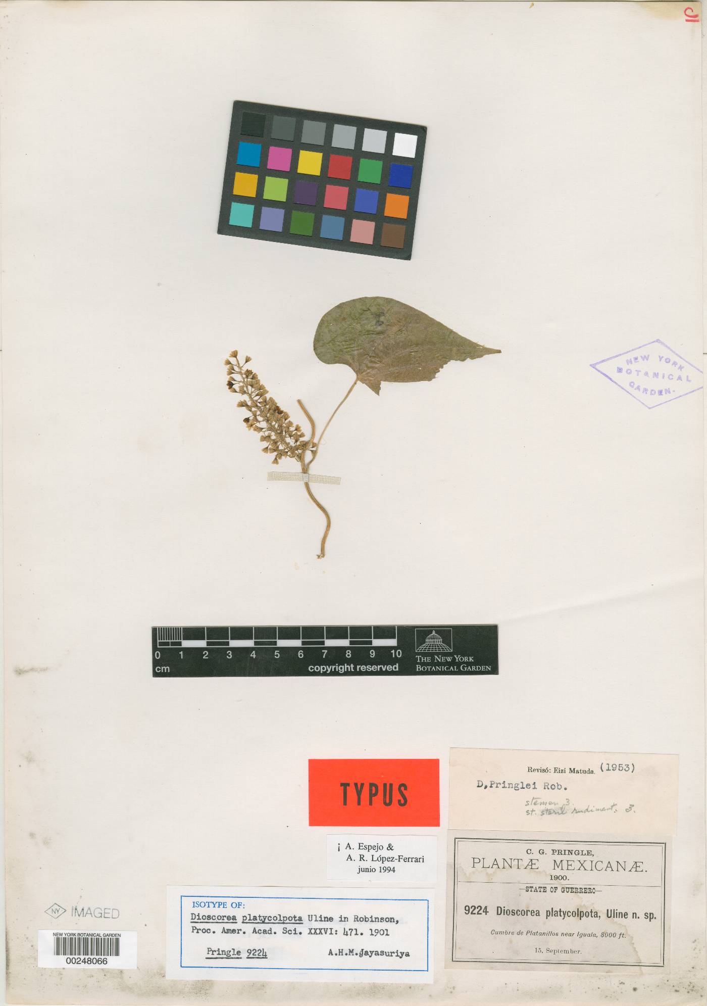 Dioscorea platycolpota image