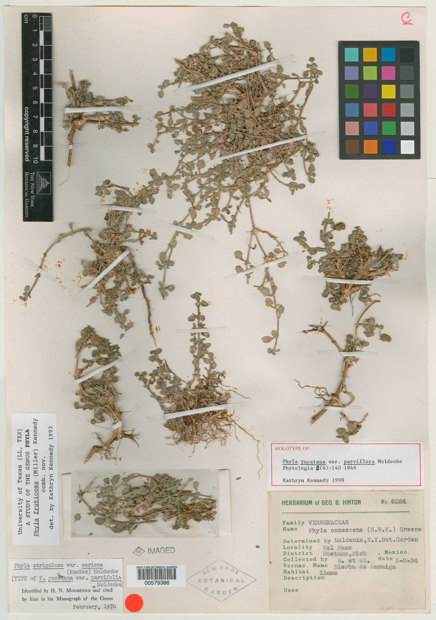 Phyla nodiflora var. reptans image