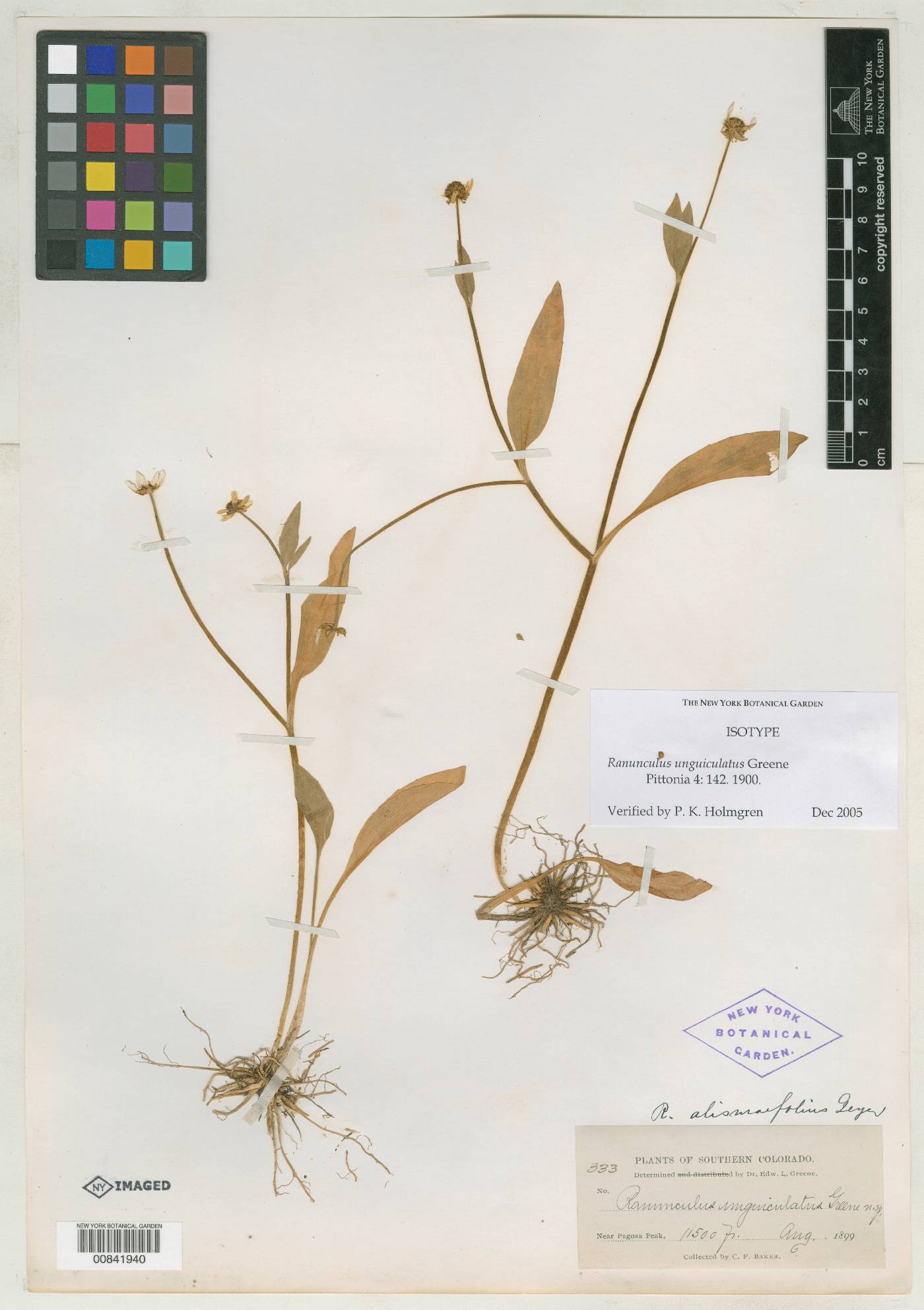 Ranunculus unguiculatus image