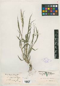 Image of Setaria auriculata