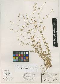 Drymaria chihuahuensis image