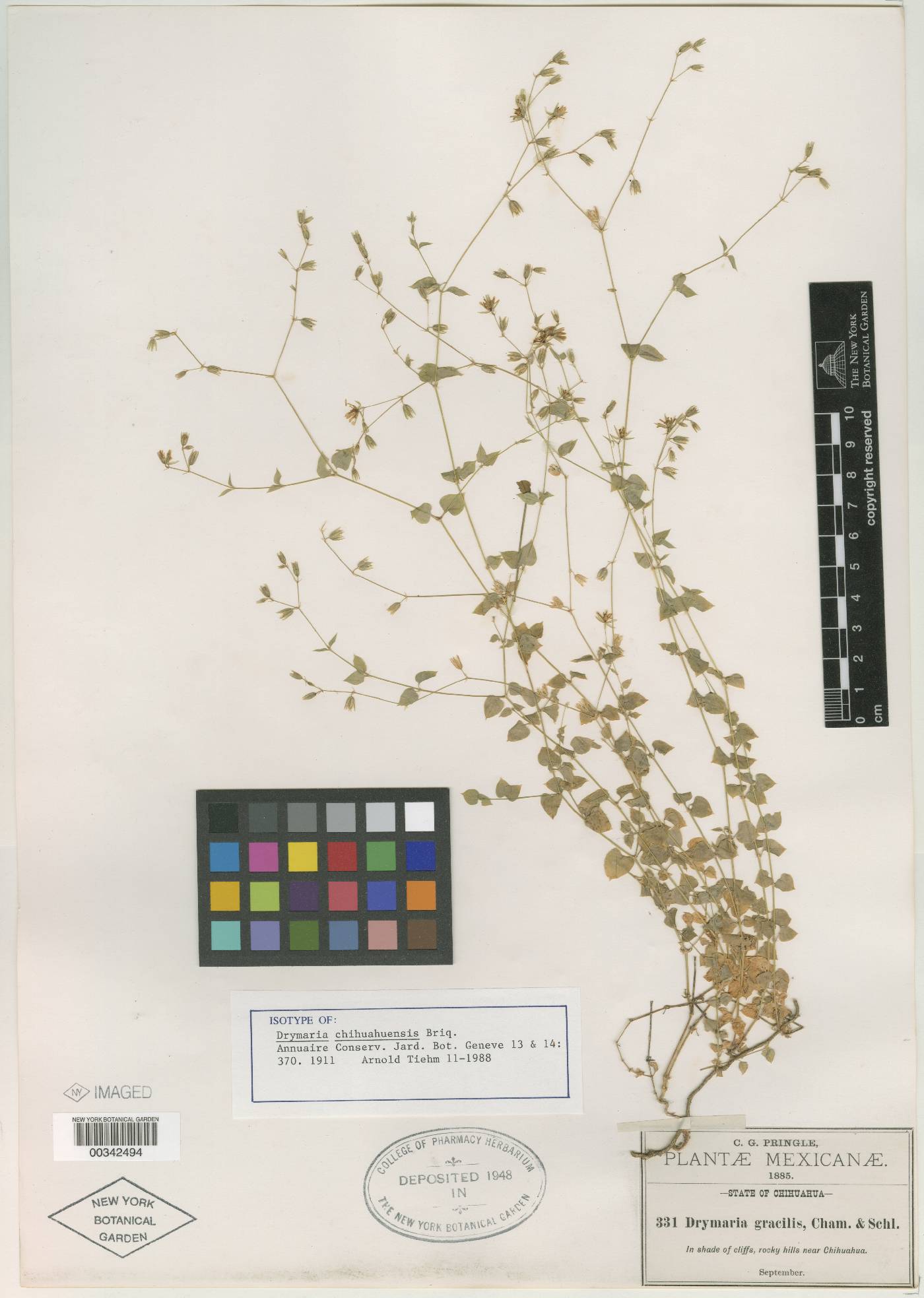 Drymaria laxiflora image