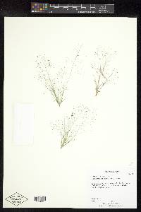 Muhlenbergia minutissima image